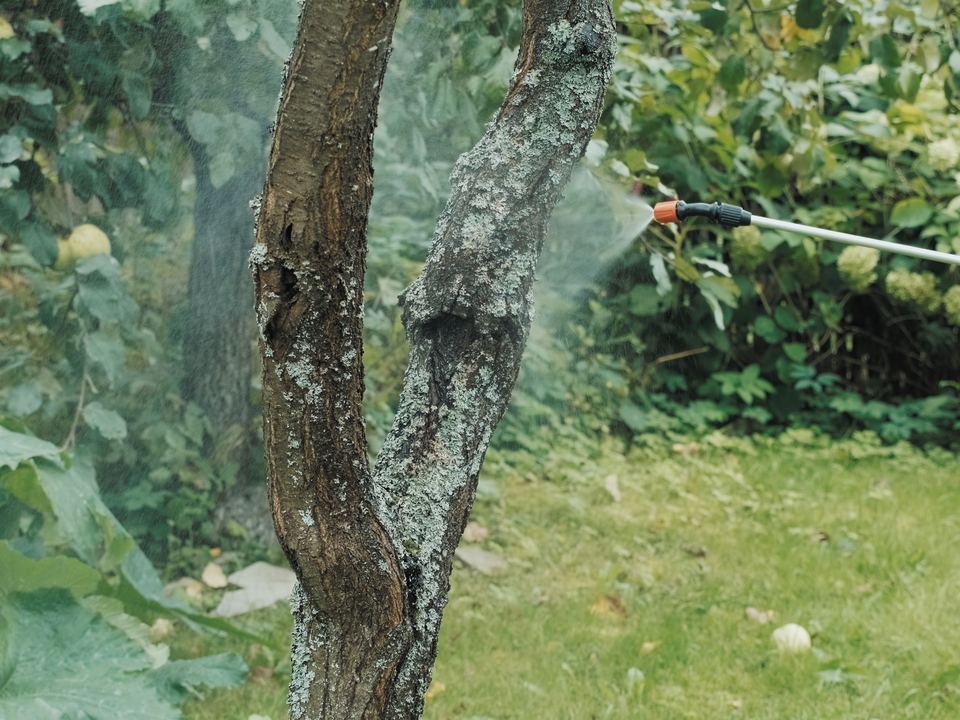 A technician spraying a tree canopy for insects
