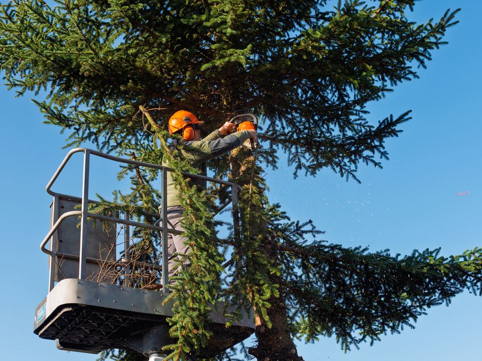 An arborist pruning a tree with a hand saw