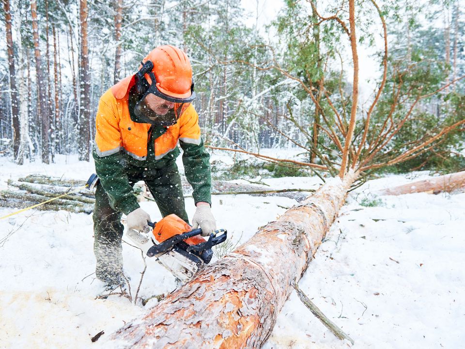 A tree being felled in winter