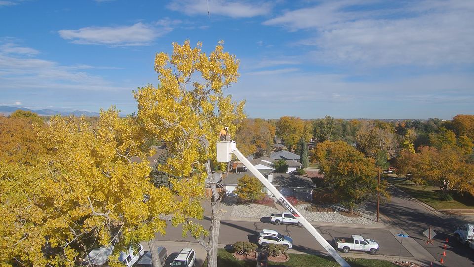 An Arbor Pro climber working from a bucket truck high in a golden cottonwood above a Lakewood street in fall