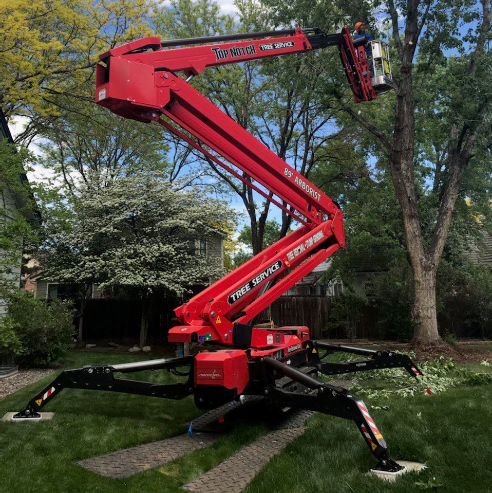 tree-removal-services