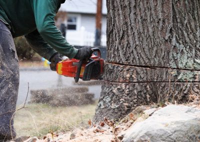 Tree Removal Lakewood, CO