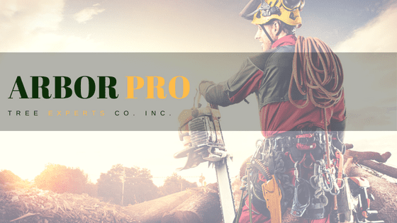 Welcome to the new Arbor Pro Tree Experts’ Blog!