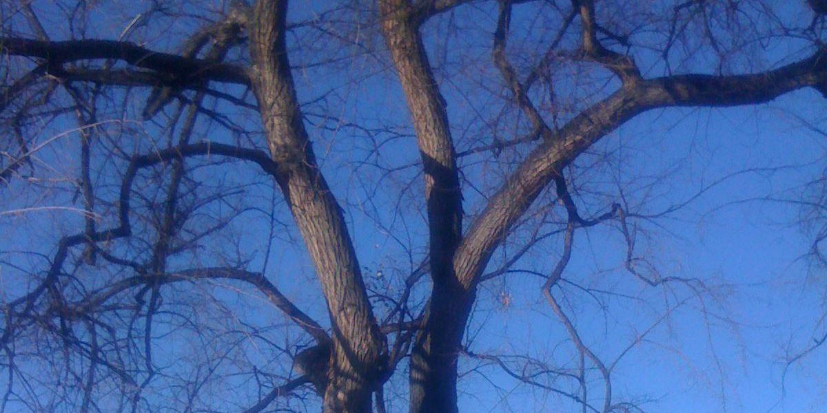 What Are the Signs of Ash Tree Disease? Arbor Pro Tree Experts